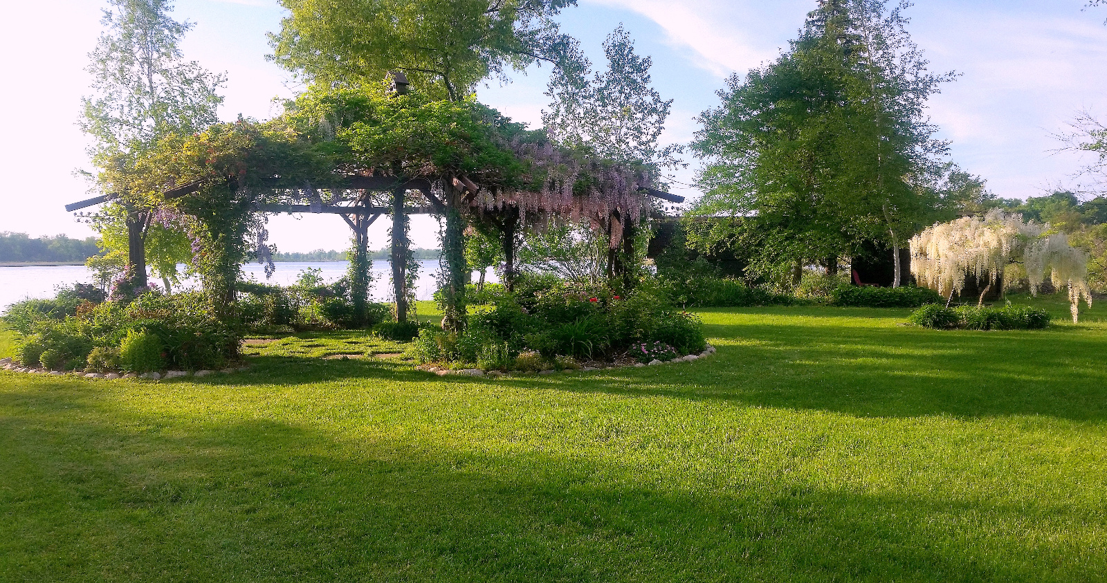 WISTERIA IN BLOOM ATOP FLOWERING GAZEBO; WHITE TREE WISTERIA; CLEMATIS CLIMB POSTS; GERANIUM START TO BLOOM